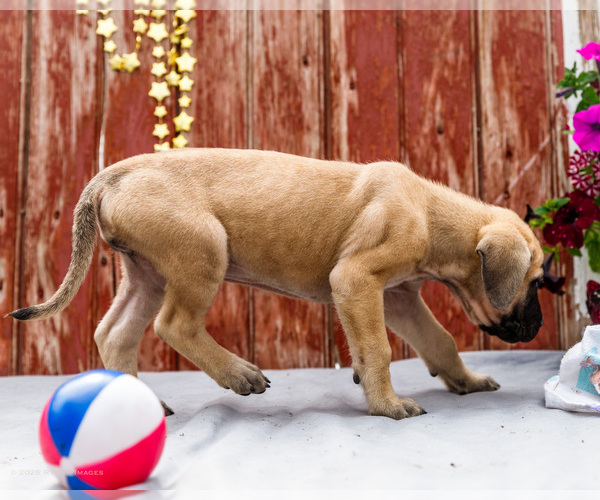 Medium Photo #40 Mastiff Puppy For Sale in WAKARUSA, IN, USA