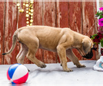 Small Photo #40 Mastiff Puppy For Sale in WAKARUSA, IN, USA