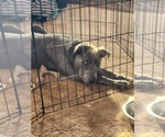 Small #6 American Pit Bull Terrier Mix