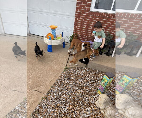 Medium Photo #4 Mutt Puppy For Sale in Fenton, MO, USA