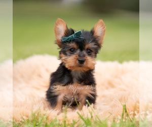 Medium Yorkshire Terrier