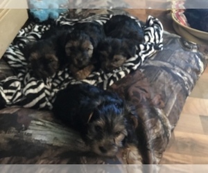 Poodle (Toy)-Yorkshire Terrier Mix Puppy for sale in MANCHESTER, IA, USA