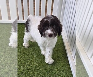 Cockapoo Puppy for sale in CASTLETON, IN, USA