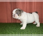 Small Photo #19 Bulldog Puppy For Sale in ATLANTA, GA, USA