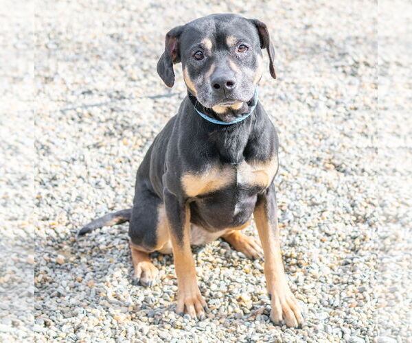 Medium Photo #1 Rottweiler-Unknown Mix Puppy For Sale in Hilton Head, SC, USA