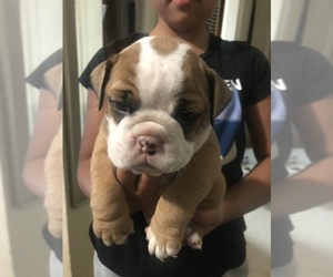English Bulldog Puppy for sale in SAN BERNARDINO, CA, USA
