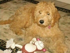 Small Photo #26 Goldendoodle Puppy For Sale in WOLCOTT, IN, USA