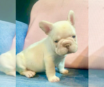 Small #2 French Bulldog