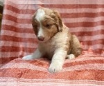 Small Photo #20 Australian Shepherd Puppy For Sale in LAKELAND, FL, USA