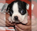 Puppy Prince Boston Terrier