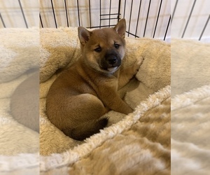 Shiba Inu Puppy for sale in BELLEVUE, WA, USA