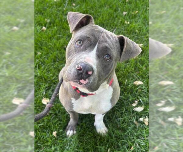 Medium Photo #2 Mutt Puppy For Sale in Woodland, CA, USA