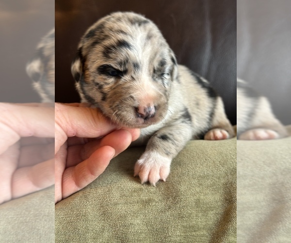 Medium Photo #9 Border Kelpie Puppy For Sale in CAMAS, WA, USA