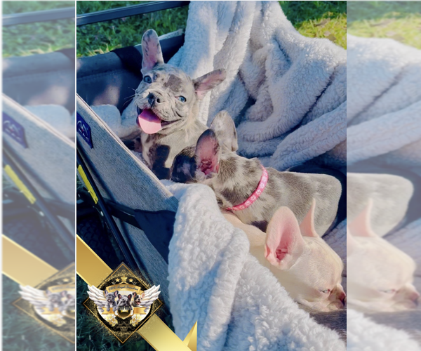 Medium Photo #7 French Bulldog Puppy For Sale in ATHENS, GA, USA