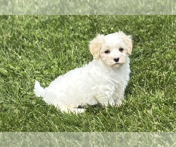 Medium Photo #8 Maltese Puppy For Sale in ROCK STREAM, NY, USA