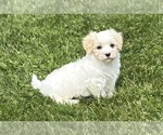 Small #7 Maltese