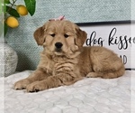 Small #7 Golden Retriever