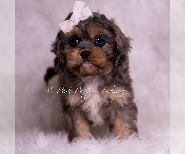 Medium Photo #101 Cavapoo (Miniature) Puppy For Sale in WARSAW, IN, USA