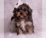 Small Photo #101 Cavapoo (Miniature) Puppy For Sale in WARSAW, IN, USA