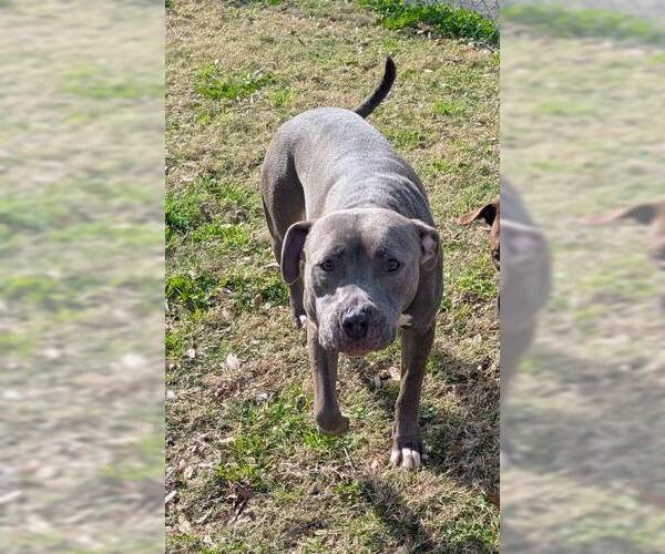 Medium Photo #2 Mutt Puppy For Sale in Texas City, TX, USA