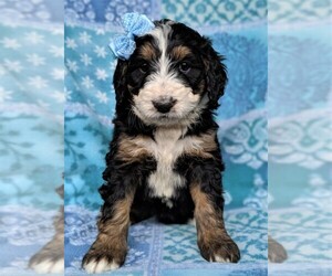 Bernedoodle Puppy for sale in LANCASTER, PA, USA