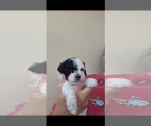 Poodle (Miniature) Puppy for sale in FRISCO CITY, AL, USA