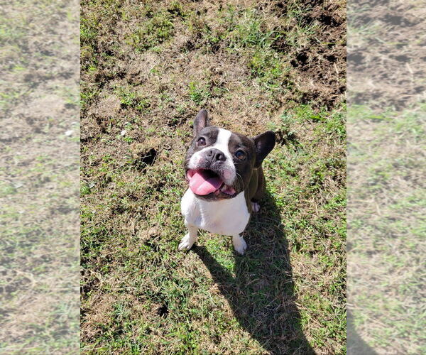 Medium Photo #2 Boston Terrier Puppy For Sale in Little Elm, TX, USA