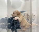 Small Photo #2 Malchi Puppy For Sale in GREENVILLE, NC, USA