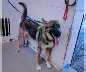 German Shepherd Dog Dogs for adoption in San Bernardino, CA, USA