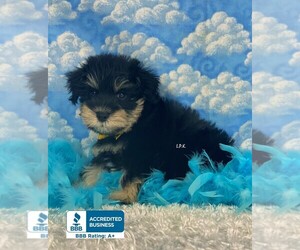 Schnauzer (Miniature) Puppy for sale in WINNSBORO, LA, USA