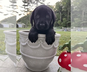 Labrador Retriever Puppy for sale in NEOLA, WV, USA
