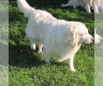 Small Photo #31 English Cream Golden Retriever Puppy For Sale in NORTHWOOD, OH, USA