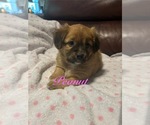 Small Photo #15 Miniature Australian Shepherd-Mutt Mix Puppy For Sale in WACO, TX, USA