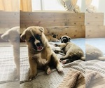 Small Photo #8 Akita-Siberian Husky Mix Puppy For Sale in ALEXANDRIA, VA, USA