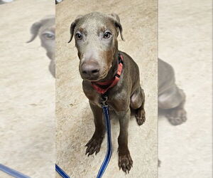 Doberman Pinscher Dogs for adoption in Olalla, WA, USA