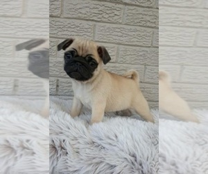 Pug Puppy for sale in INDIANAPOLIS, IN, USA