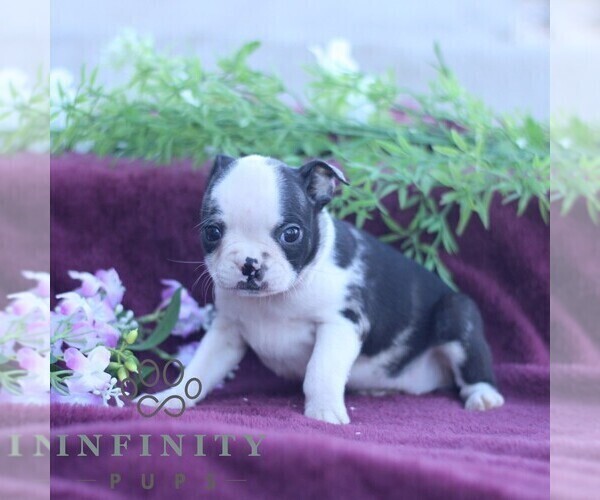 Medium Photo #4 Boston Terrier Puppy For Sale in PORT ROYAL, PA, USA