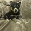 Small Photo #4 Siberian Husky Puppy For Sale in WORTHINGTON, PA, USA