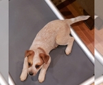 Small Photo #41 Australian Cattle Dog Puppy For Sale in MORGANTON, NC, USA