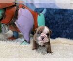 Small #5 English Bulldog