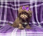 Small #7 ShihPoo