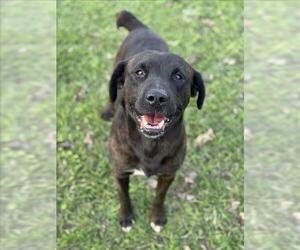 Plott Hound-Unknown Mix Dogs for adoption in Conroe, TX, USA