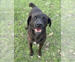 Small Plott Hound Mix