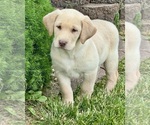 Puppy Clover Labrador Retriever