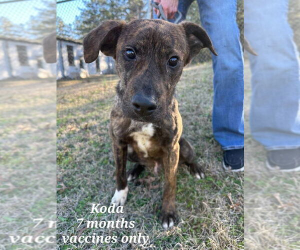 Medium Photo #1 American Staffordshire Terrier-Unknown Mix Puppy For Sale in Wenonah, NJ, USA