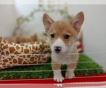 Small Photo #19 Pembroke Welsh Corgi Puppy For Sale in LOS ANGELES, CA, USA