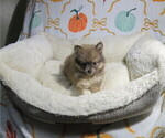 Litter of 3 - Male(s) and Female(s) PomeranianLitter of Puppies for Sale - Photo #2