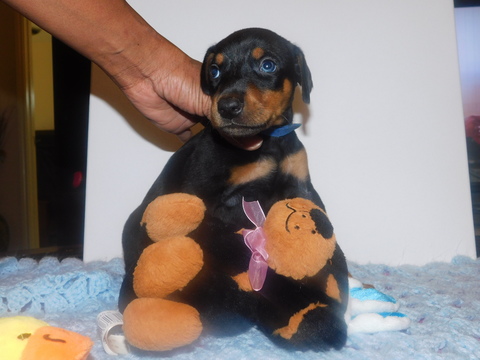 Medium Photo #1 Doberman Pinscher Puppy For Sale in HOUSTON, TX, USA