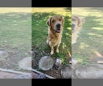 Small Photo #1 English Cream Golden Retriever Puppy For Sale in ELVERTA, CA, USA