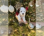 Puppy Puppy 2 Poo-Ton